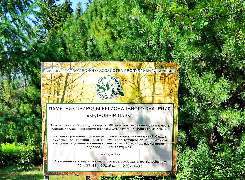 Кедровый парк — памятник природы регионального значения площадью 1 га, расположен в Приволжском районе на территории 18-й горбольницы. Фото: Министерство экологии и природных ресурсов Республики Татарстан