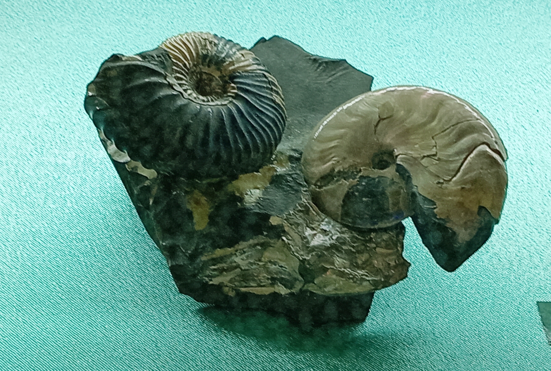 Редкие палеонтологические образцы тоже могут стать предметом контрабанды. Фото: Ольга Иванычева