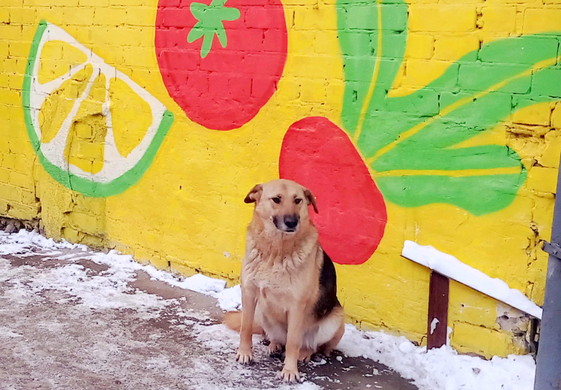 Казань некусачая: столица Татарстана — в первой пятерке городов с наиболее благоприятной ситуацией по бездомным животным