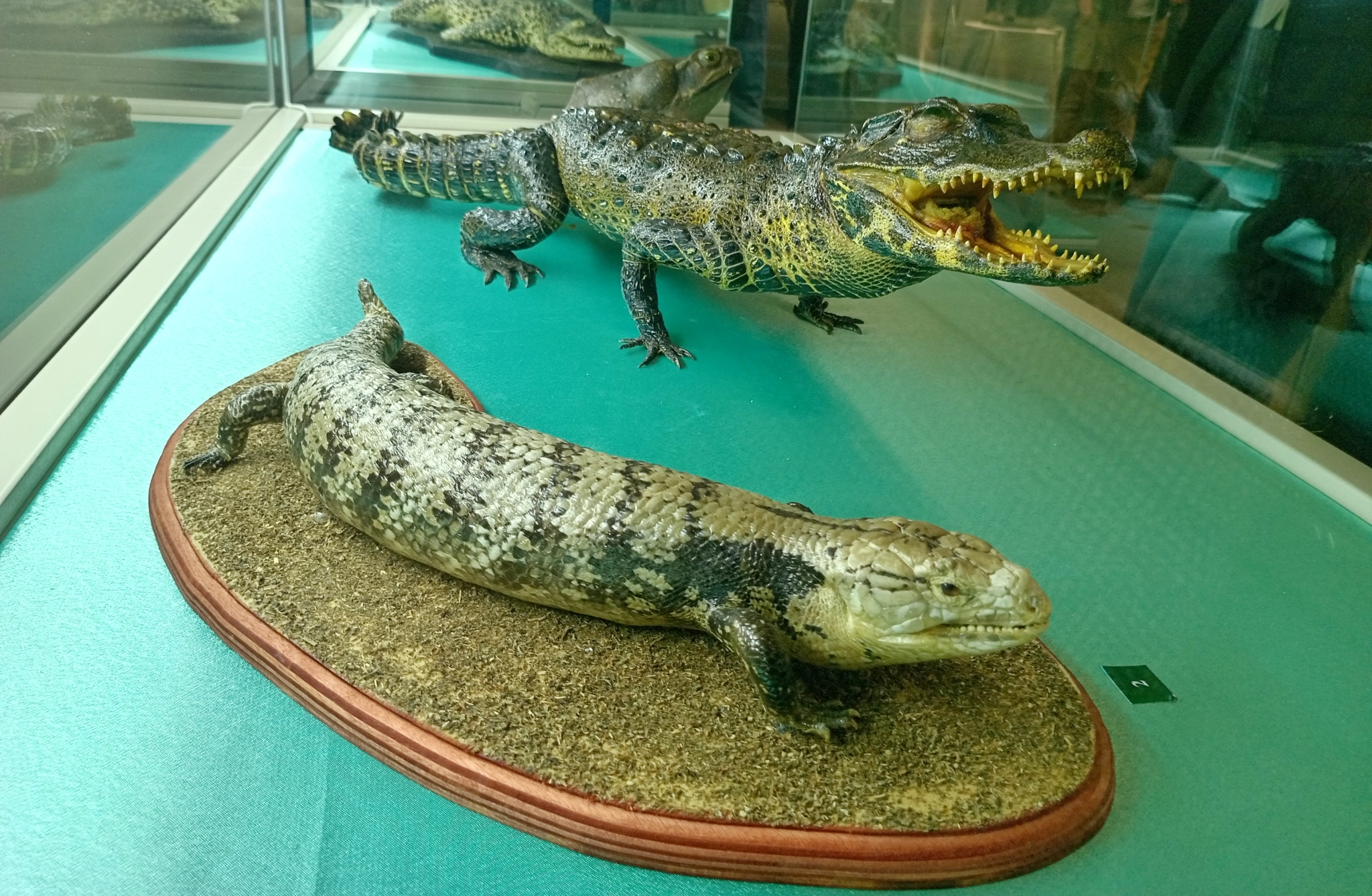 Чучела тупорылого крокодила и сцинка синеязыкого. Фото: Ольга Иванычева