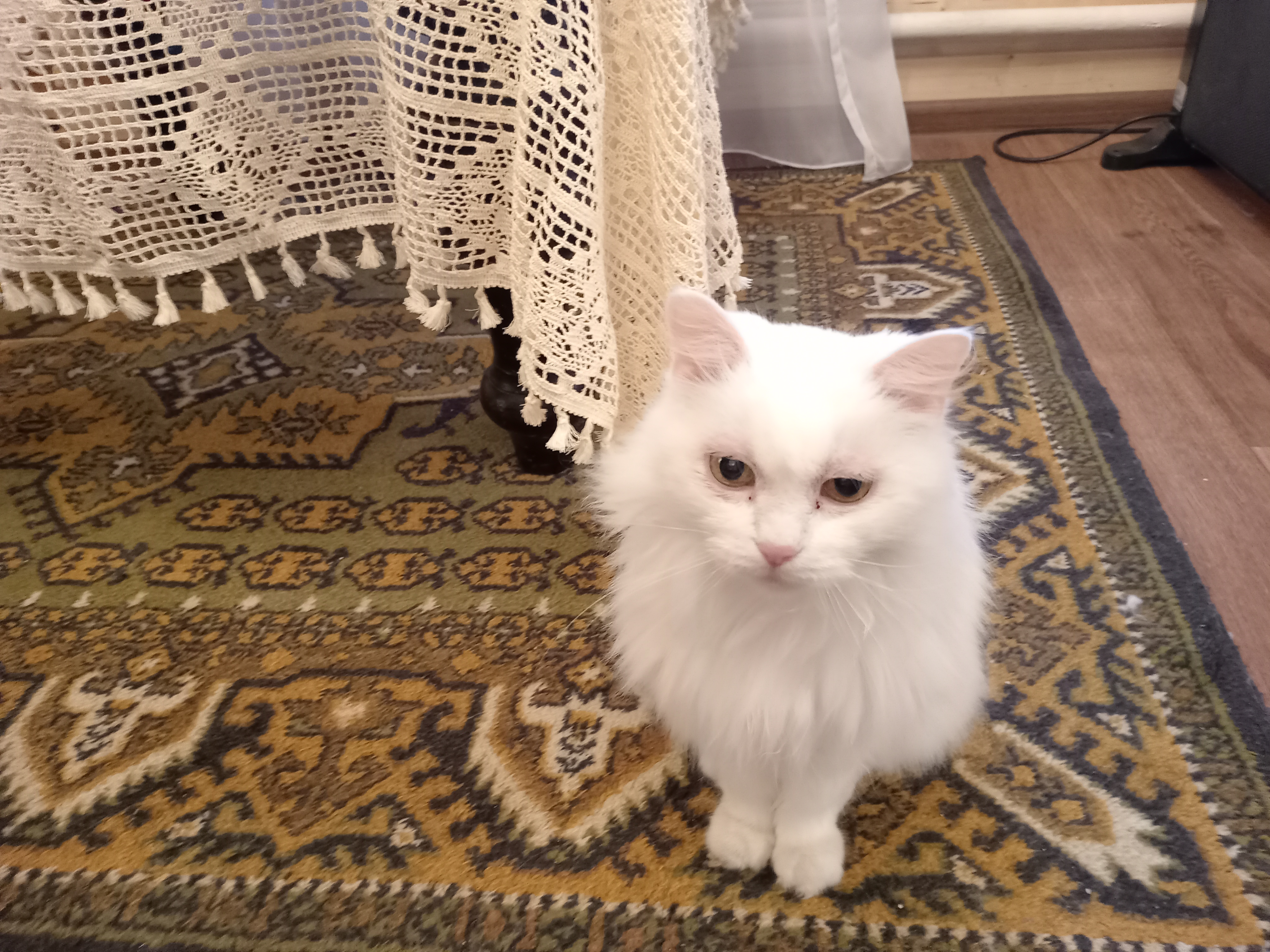 Кошка Кәләш-Невеста — пушистая хранительница музея. Фото: Ольга Иванычева