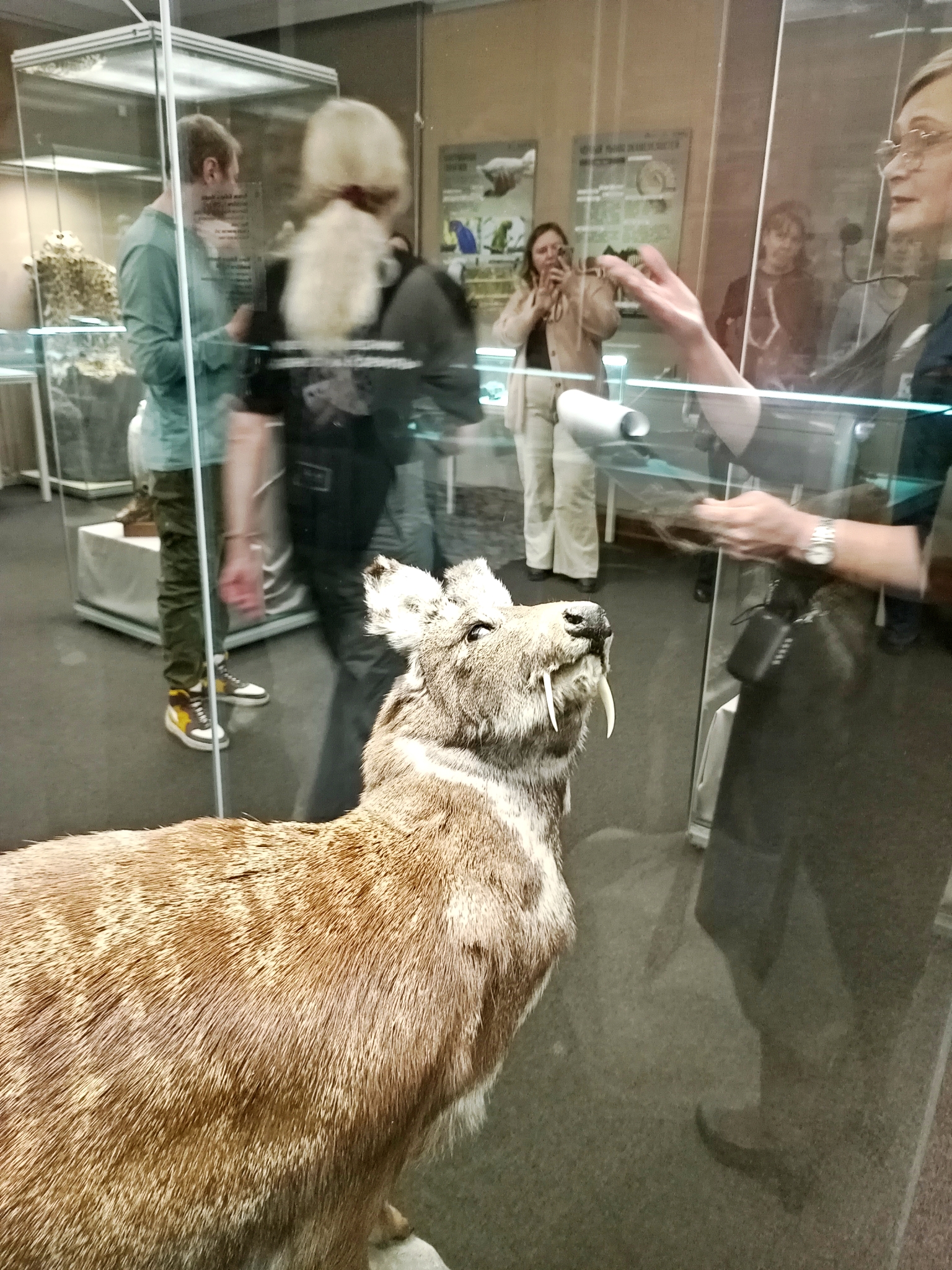 Чучело парнокопытного оленевидного животного, представителя семейства кабарговых. Фото: Ольга Иванычева