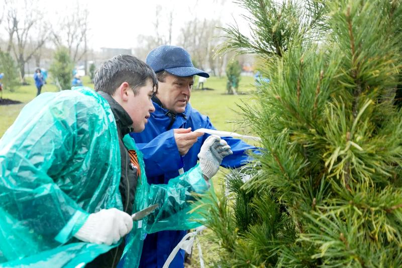 700 сибирских кедров уже получили казанскую прописку