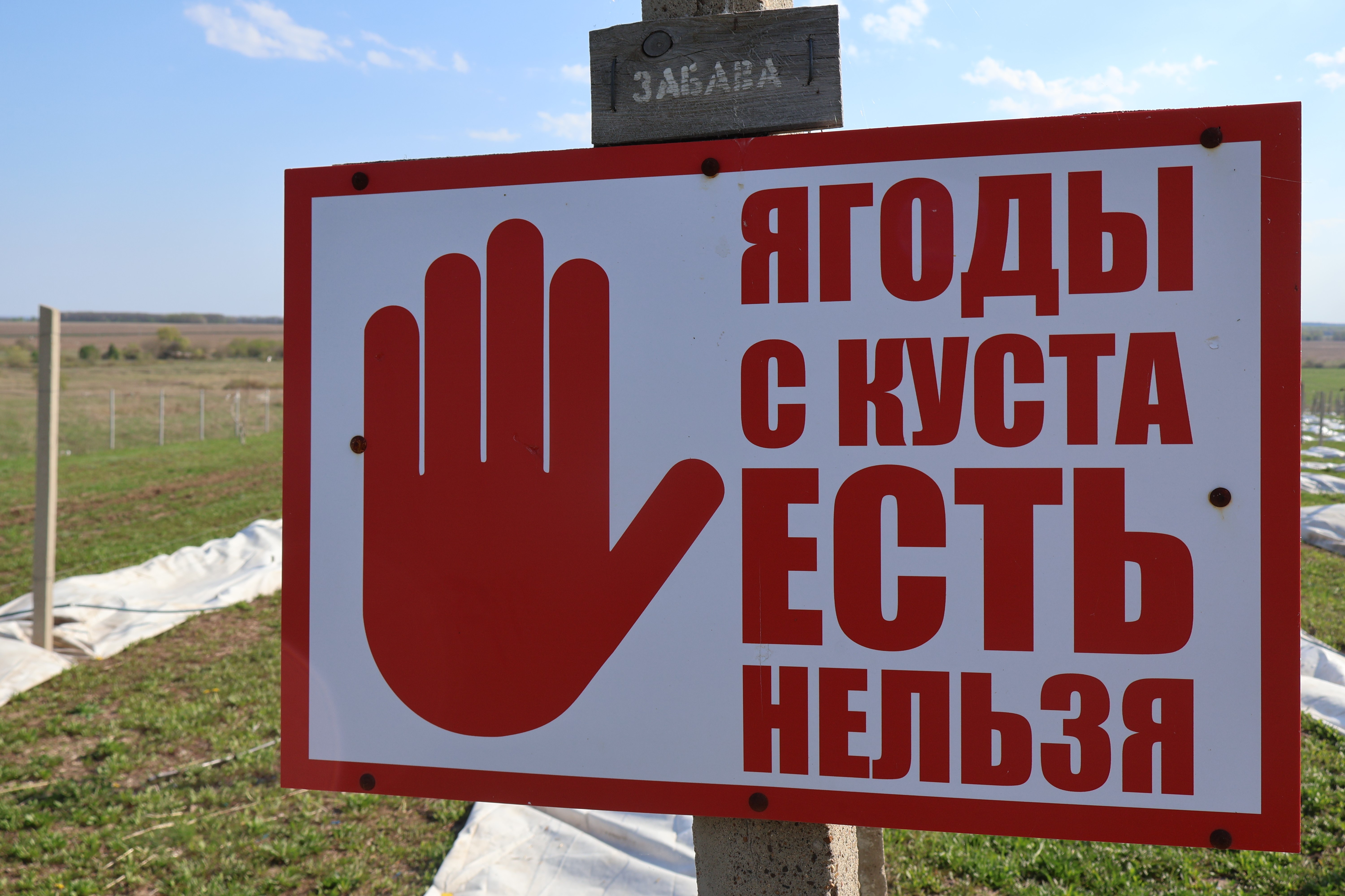 Гостям на винограднике рады всегда, но есть для них и ограничения. Фото: Дмитрий Сивков