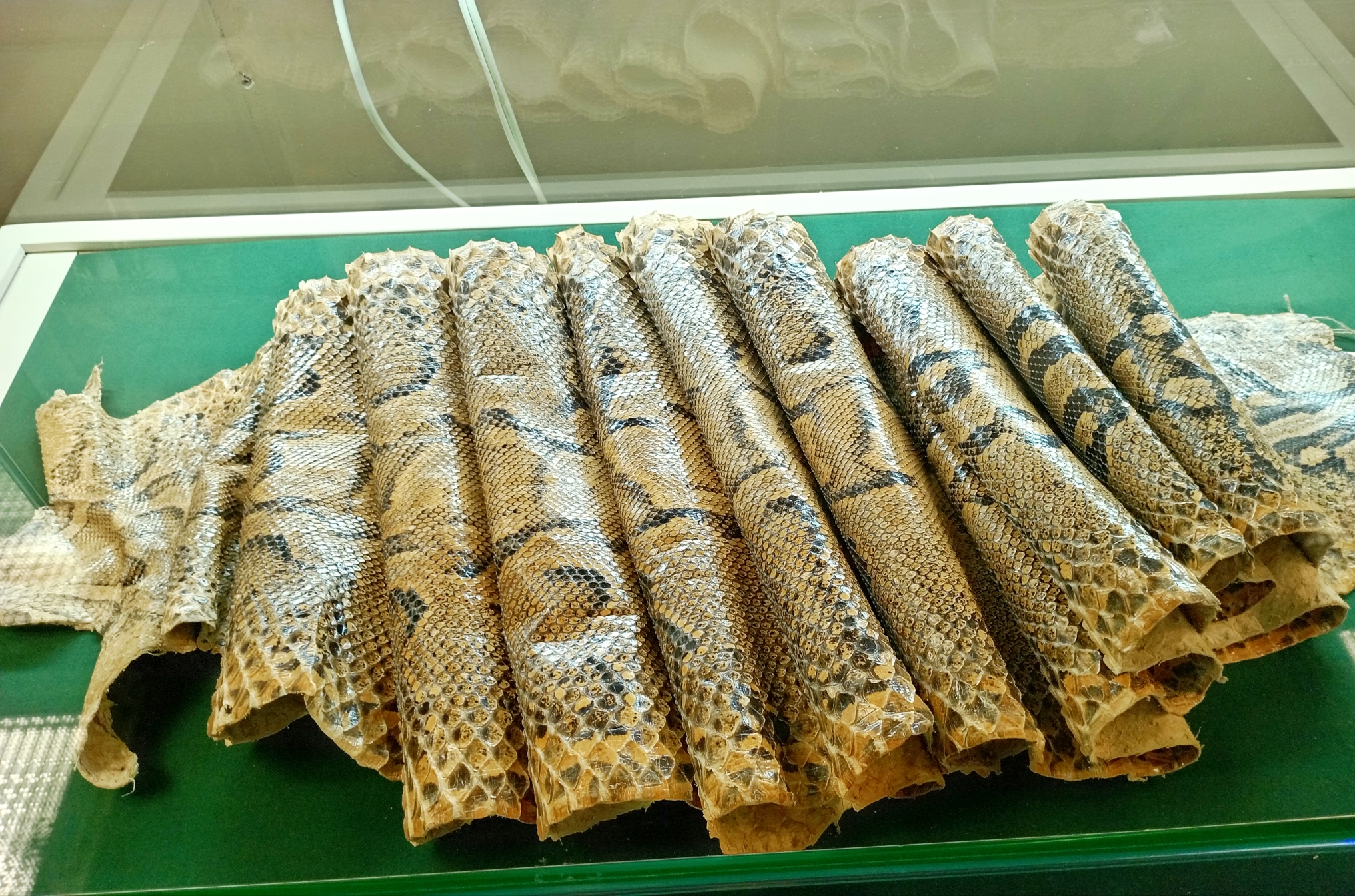 Красивую змеиную кожу используют для изготовления дорогих безделушек. Фото: Ольга Иванычева