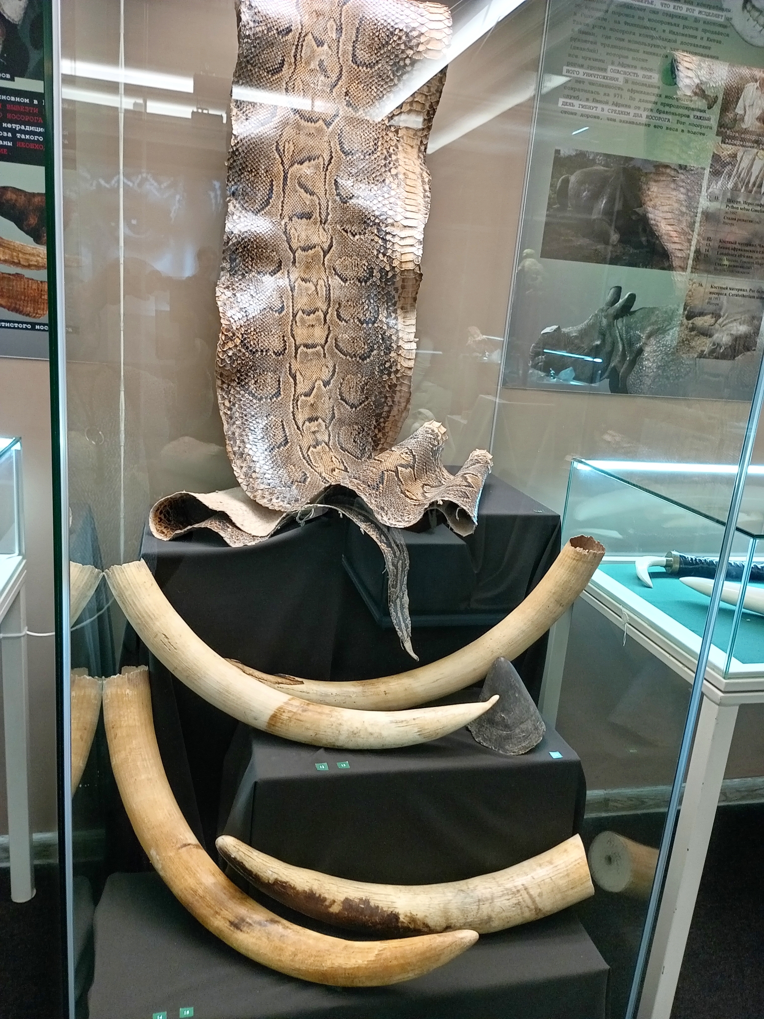 Шкура иероглифового питона, части бивней африканского слона и рог белого носорога. Фото: Ольга Иванычева